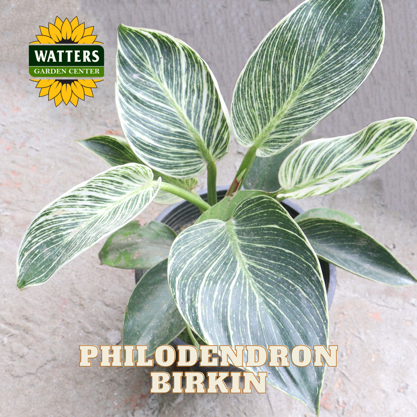 Philodendron Birkin plant with Watters Garden Center logo on a gray background