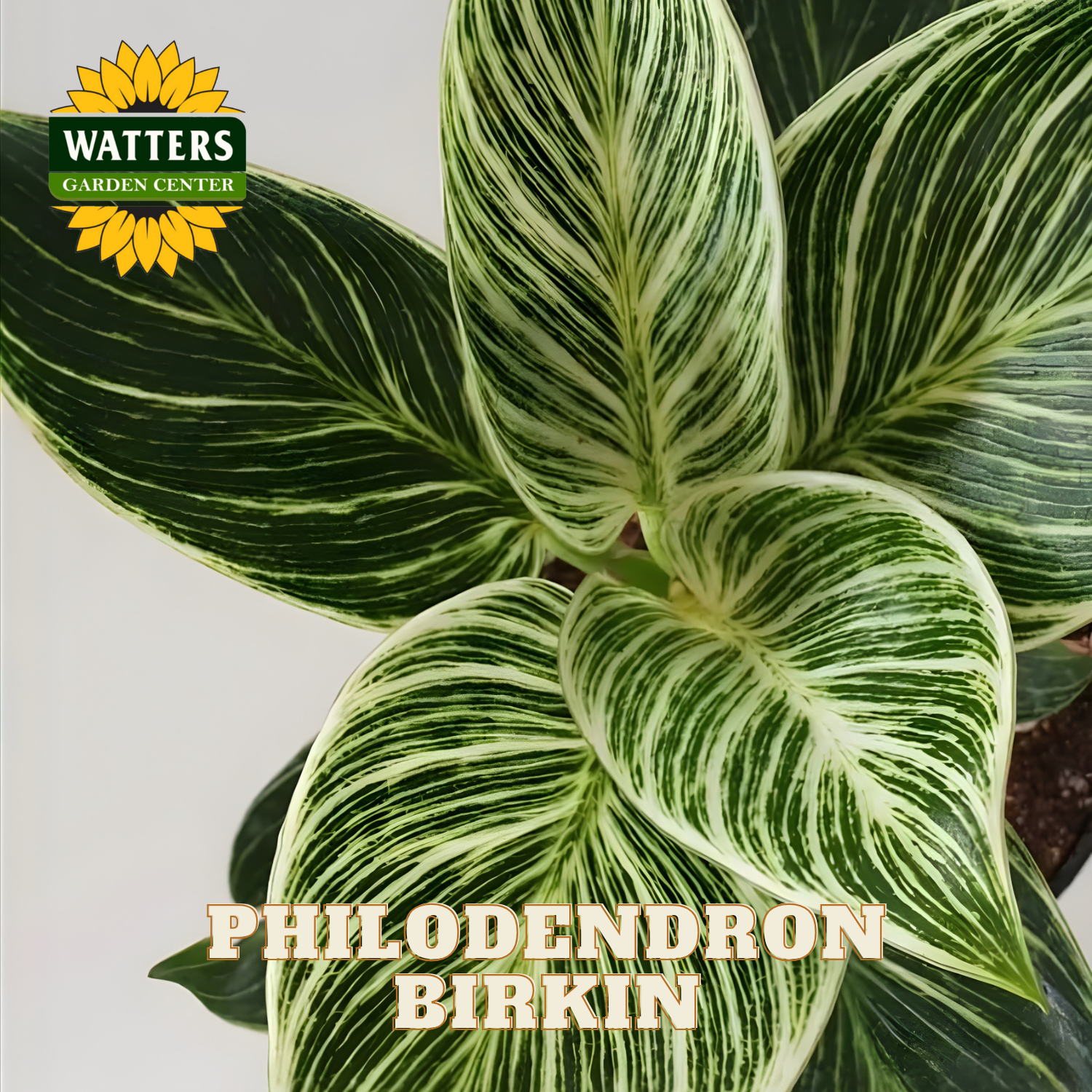 Philodendron Birkin plant with green and white leaves on a light gray background, featuring Watters Garden Center logo.