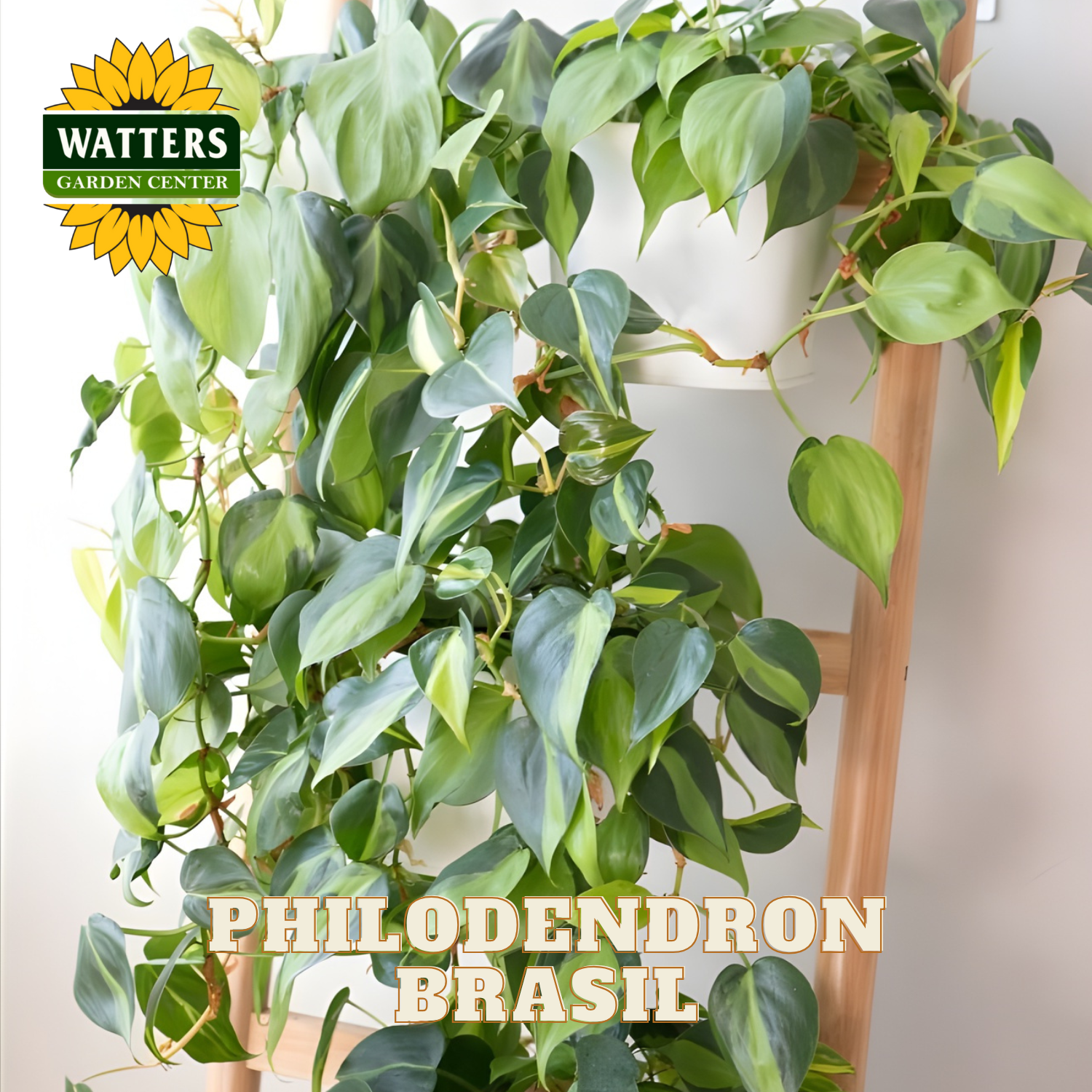 Philodendron Brasil plant with Watters Garden Center branding.