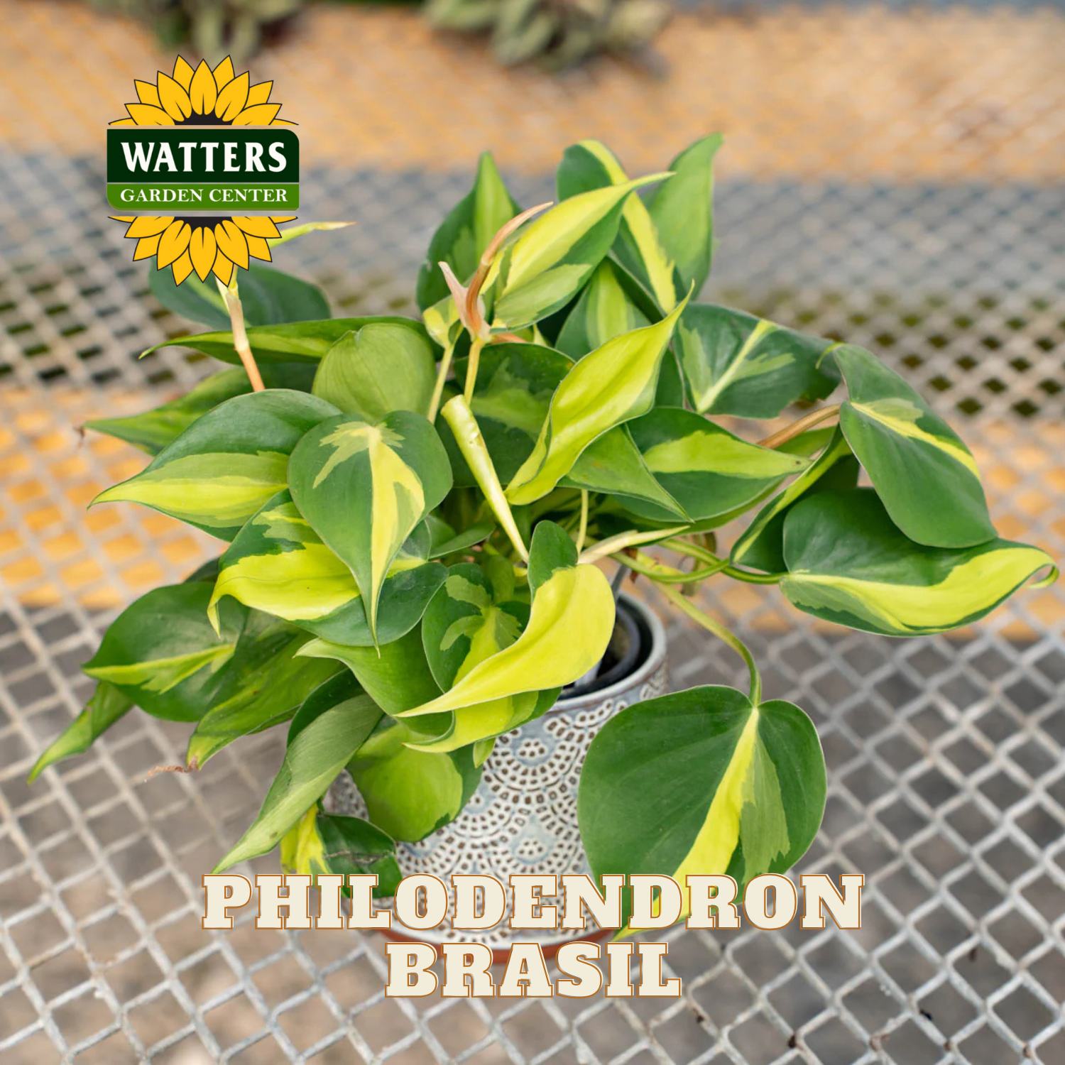 Potted Philodendron Brasil plant with Watters Garden Center logo