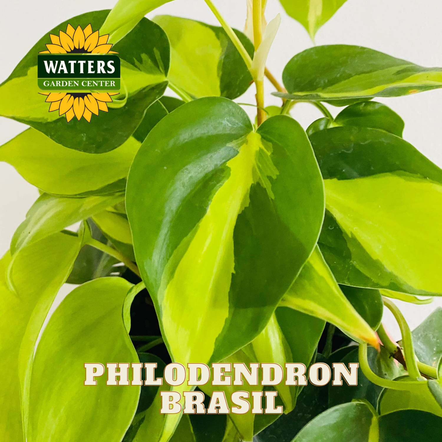 Philodendron Brasil plant with Watters Garden Center logo