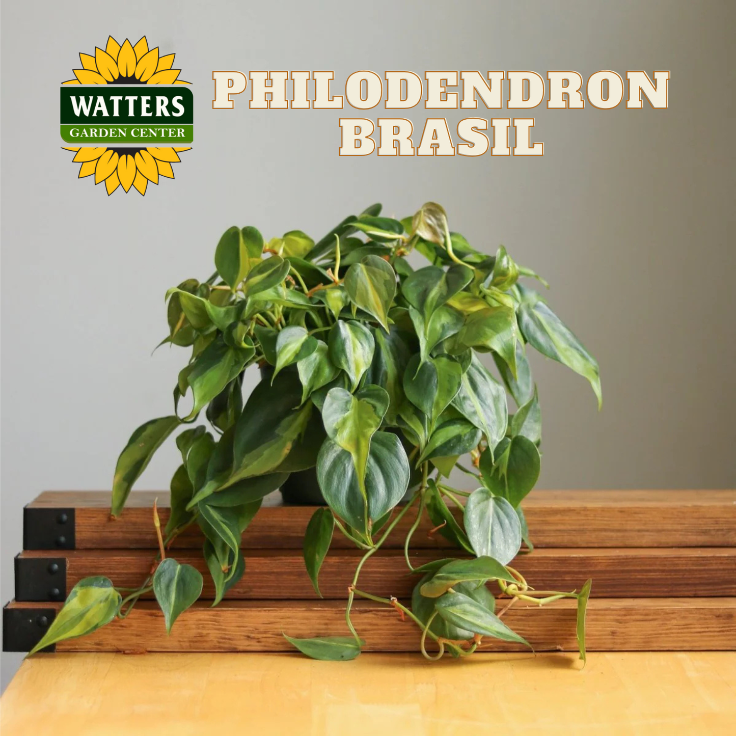 Philodendron Brasil plant on a wooden surface with Watters Garden Center logo.