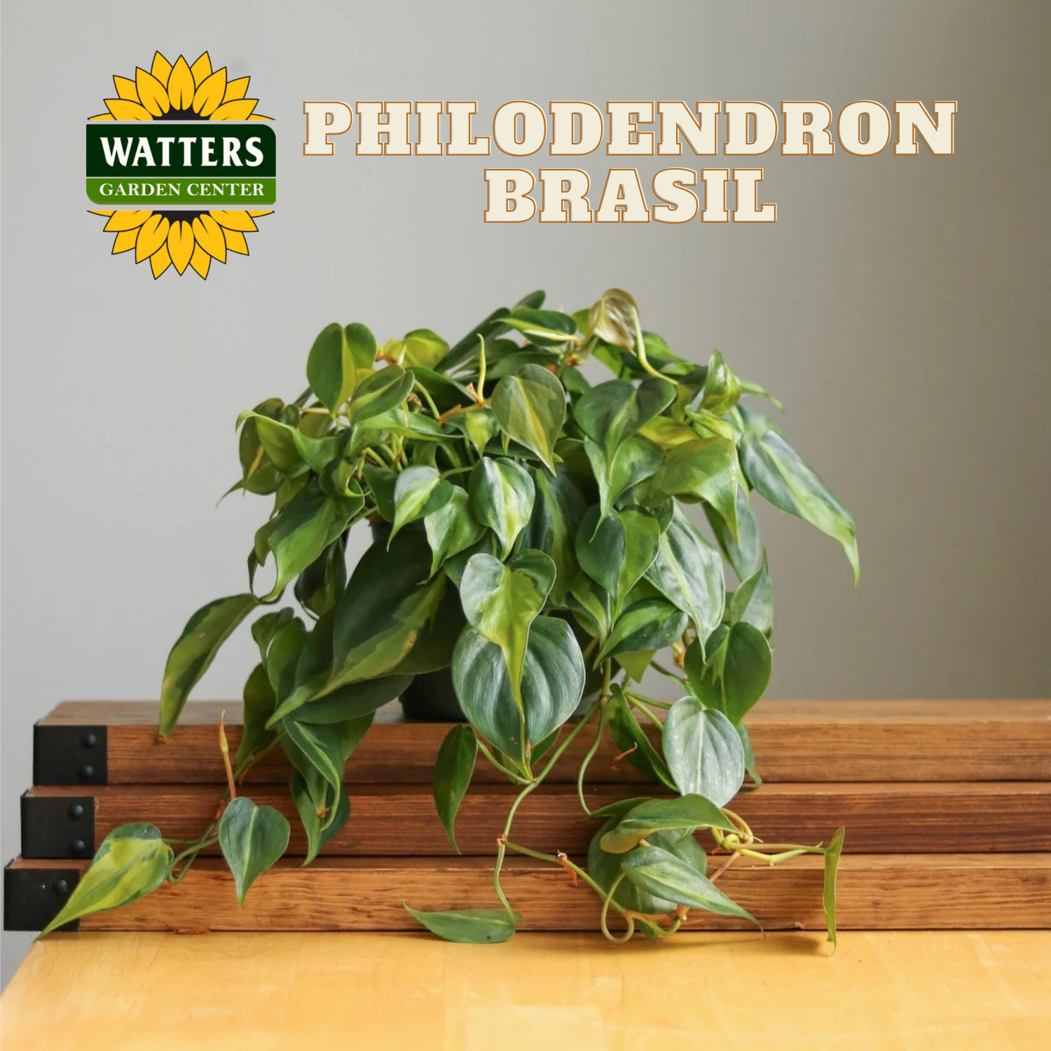 Philodendron Brasil plant on a wooden surface with Watters Garden Center logo.