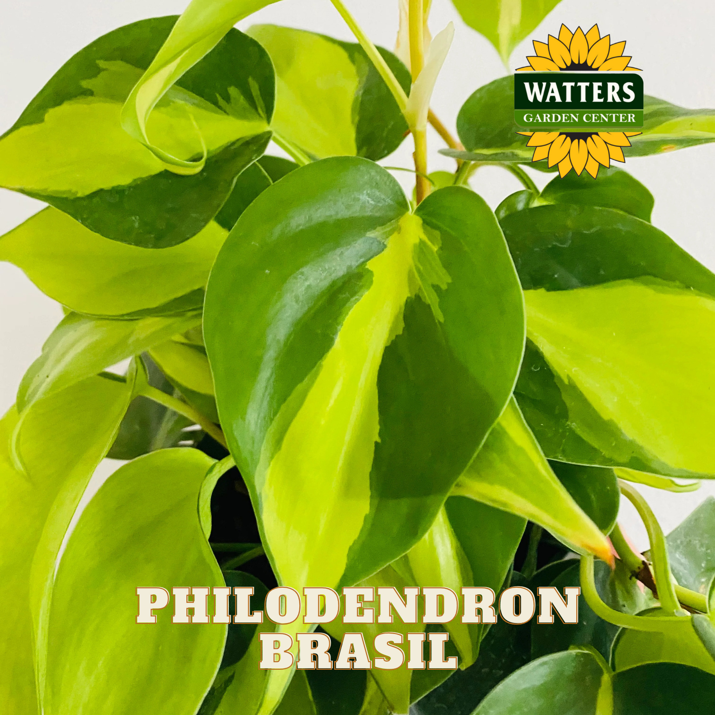 Philodendron Brasil plant with Watters Garden Center logo
