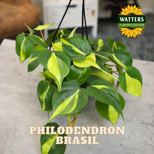 Hanging Philodendron Brasil plant with Watters Garden Center logo.