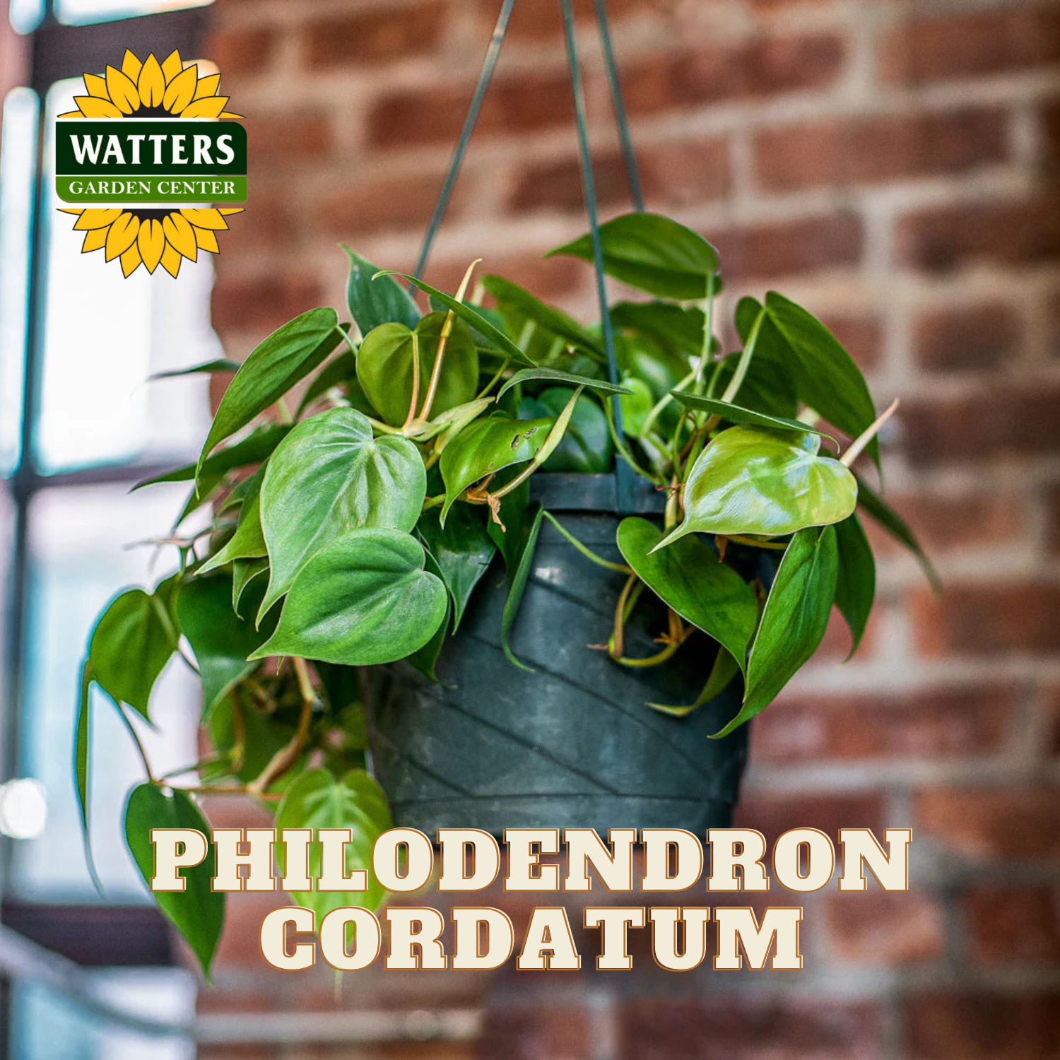 Hanging potted plant with 'Watters Garden Center' logo and 'Philodendron cordatum' text against a brick wall.