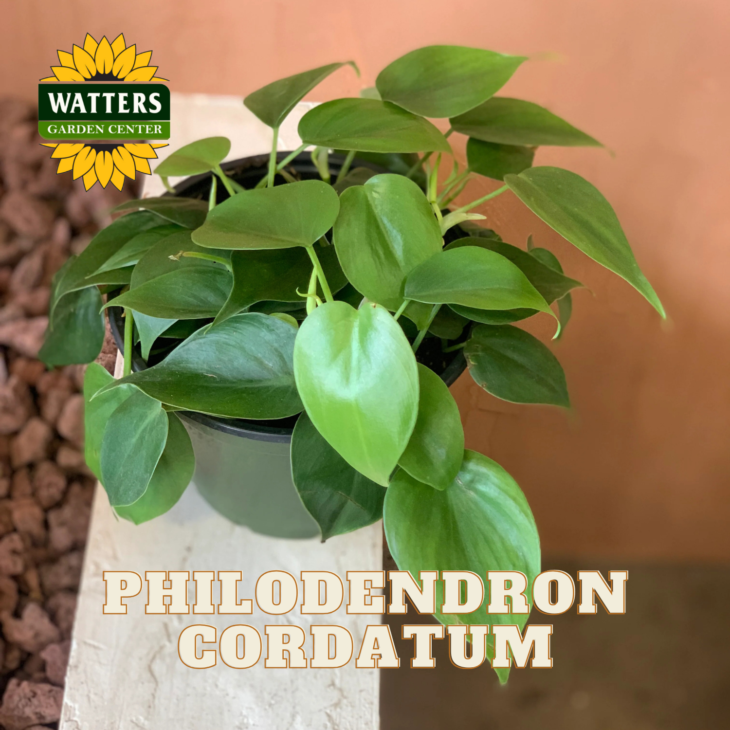 Potted Philodendron cordatum plant with Watters Garden Center logo.