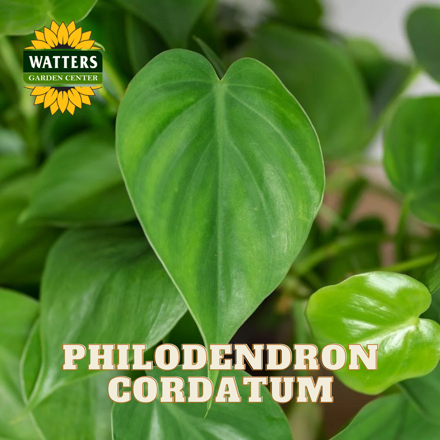 Philodendron cordatum plant with Watters Garden Center logo