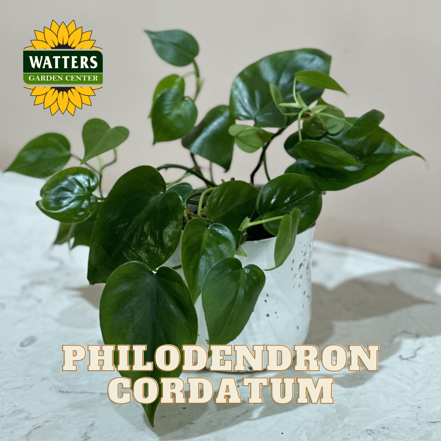 Potted Philodendron cordatum plant with Watters Garden Center logo on a light background