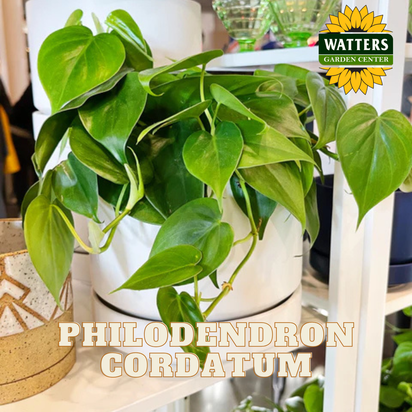 Philodendron cordatum plant in a pot with Watters Garden Center branding.