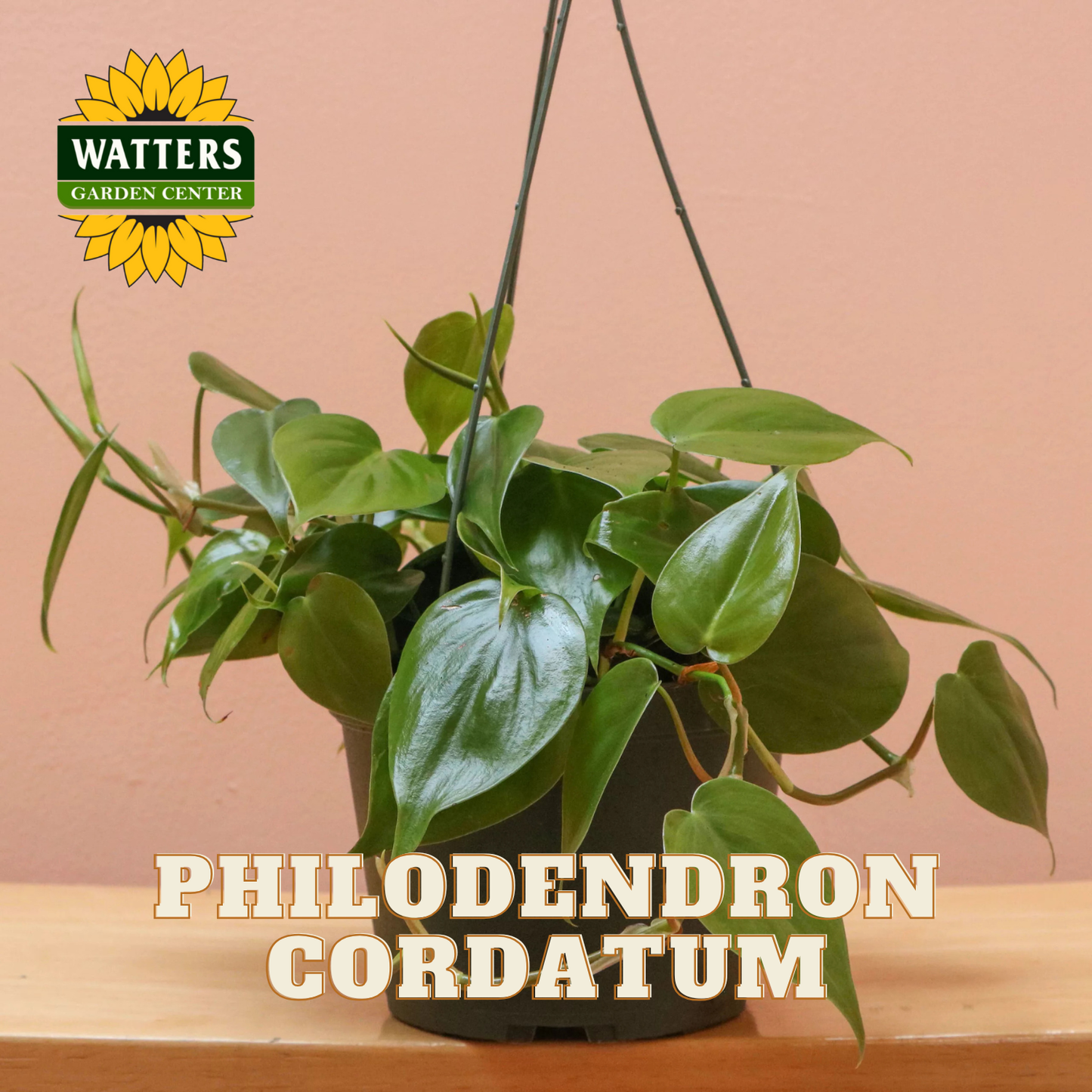 Hanging potted Philodendron cordatum plant with Watters Garden Center logo on a beige background