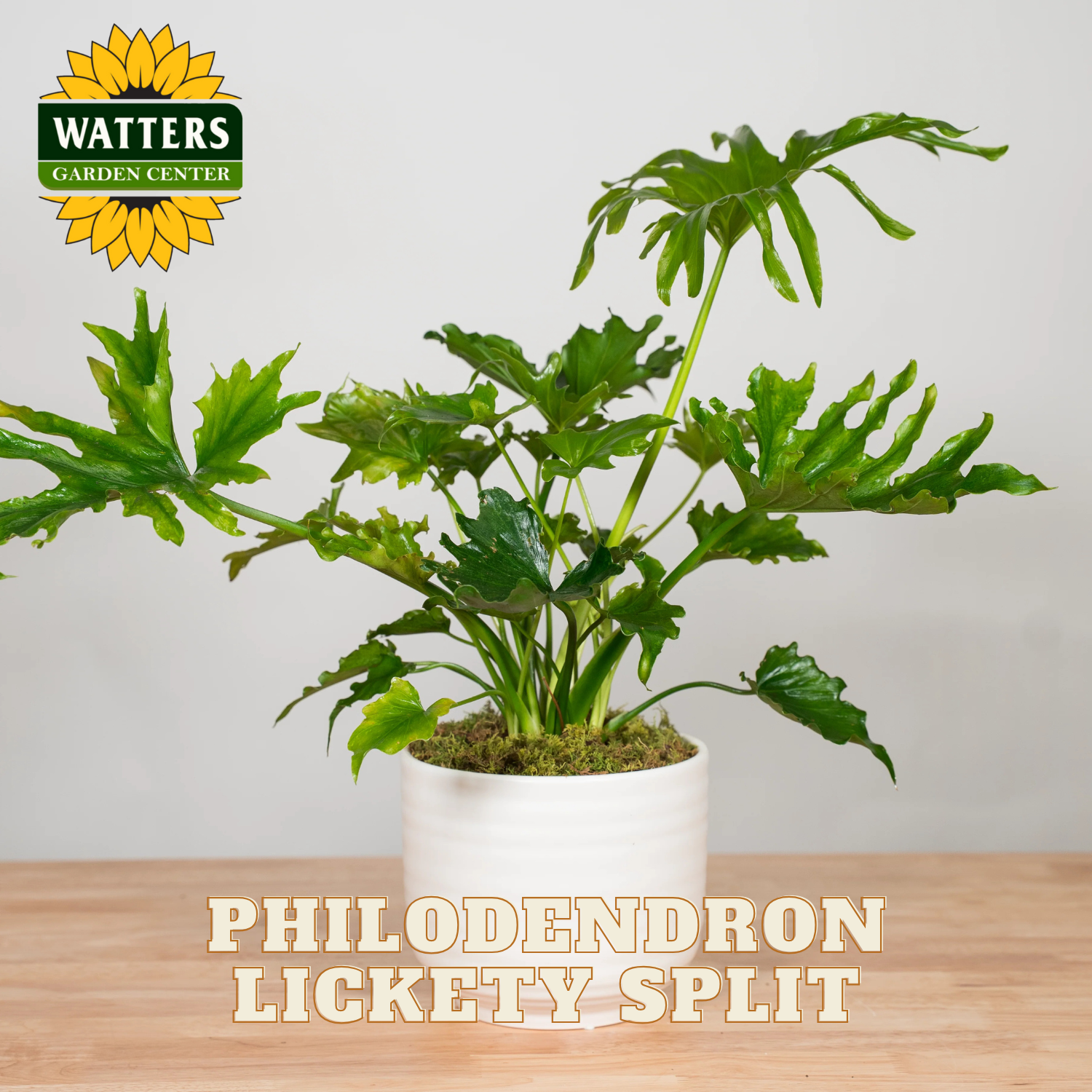 Potted Philodendron Lickety Split plant with Watters Garden Center logo on a light background