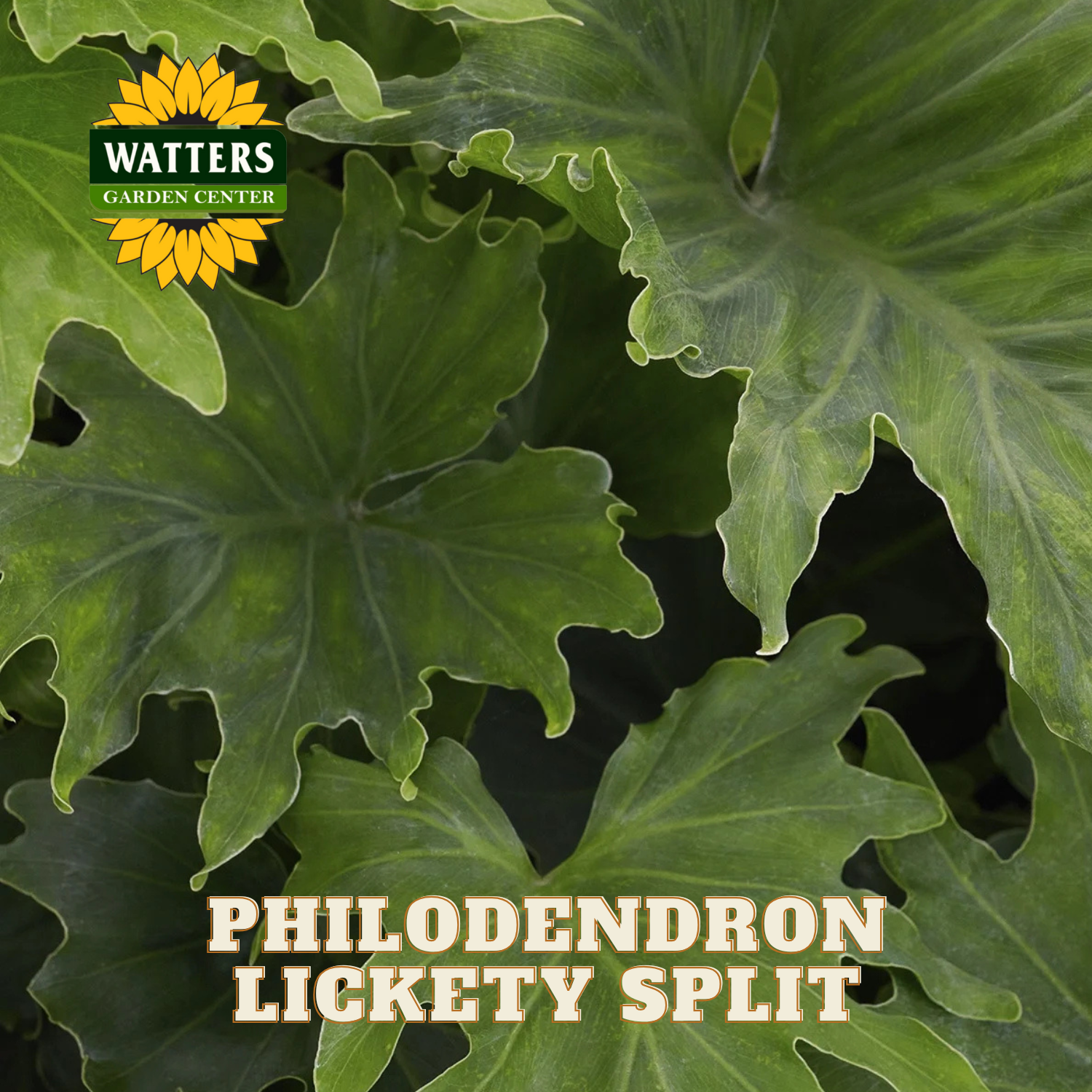 Philodendron plant with Watters Garden Center logo and 'Philodendron Lickety Split' text.