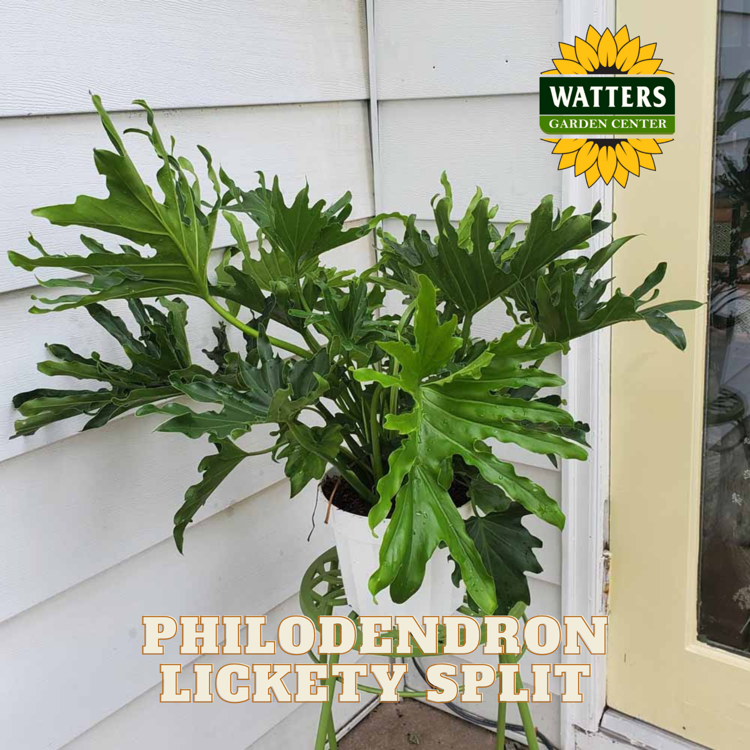 Potted Philodendron Lickety Split plant with Watters Garden Center logo.