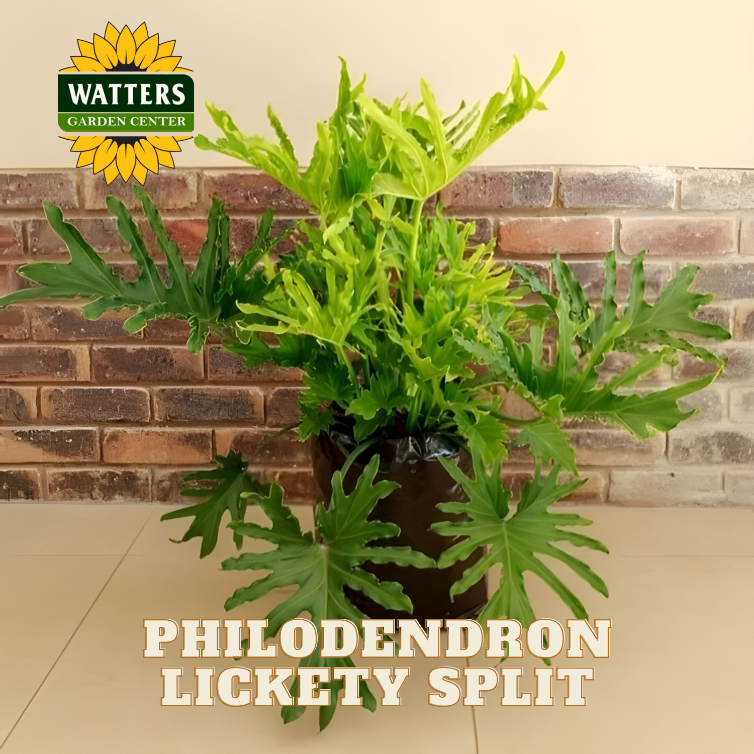 Lickety Split Philodendron - Thumbnail 4