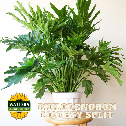 Potted Philodendron Lickety Split plant with Watters Garden Center logo.