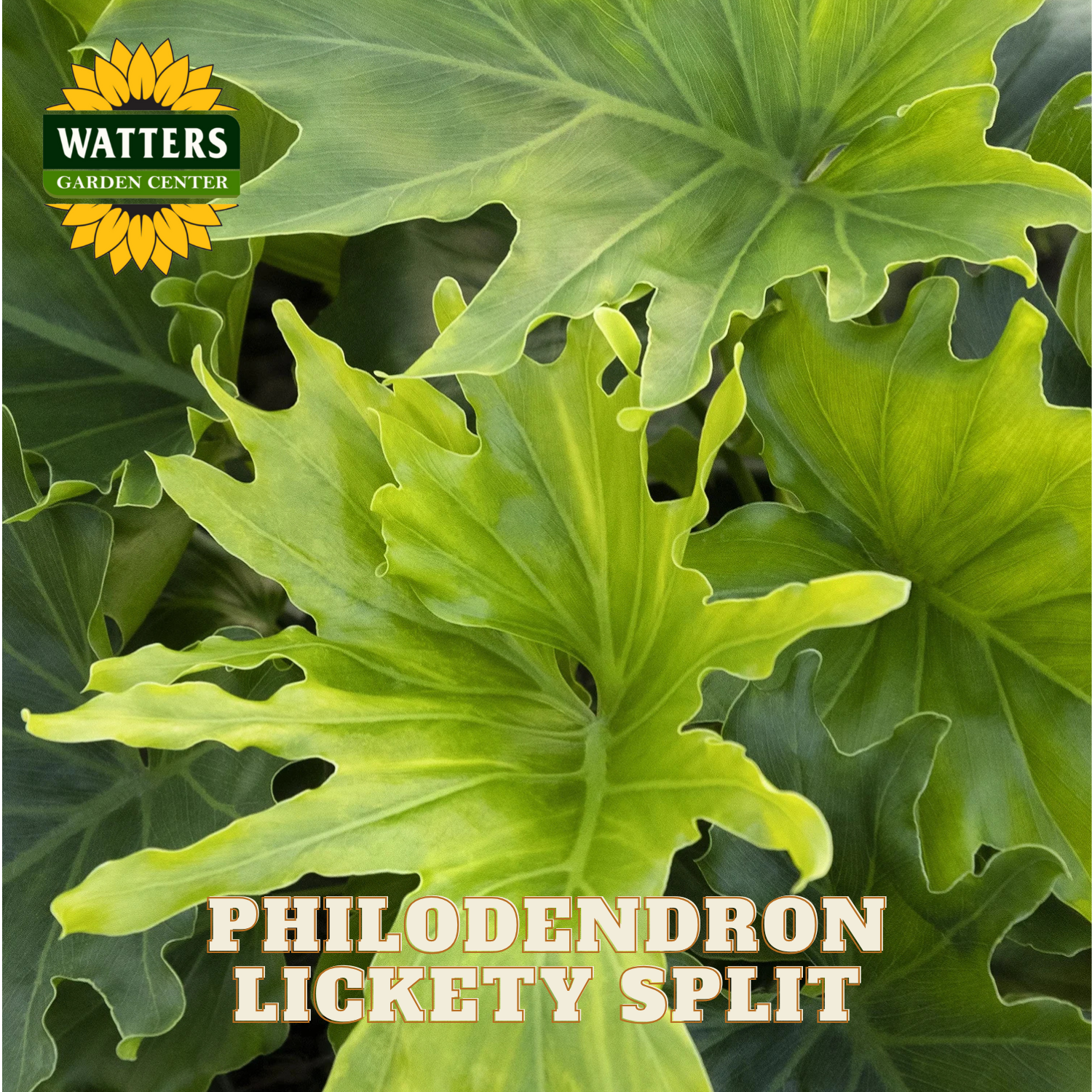 Lickety Split Philodendron - Thumbnail 5