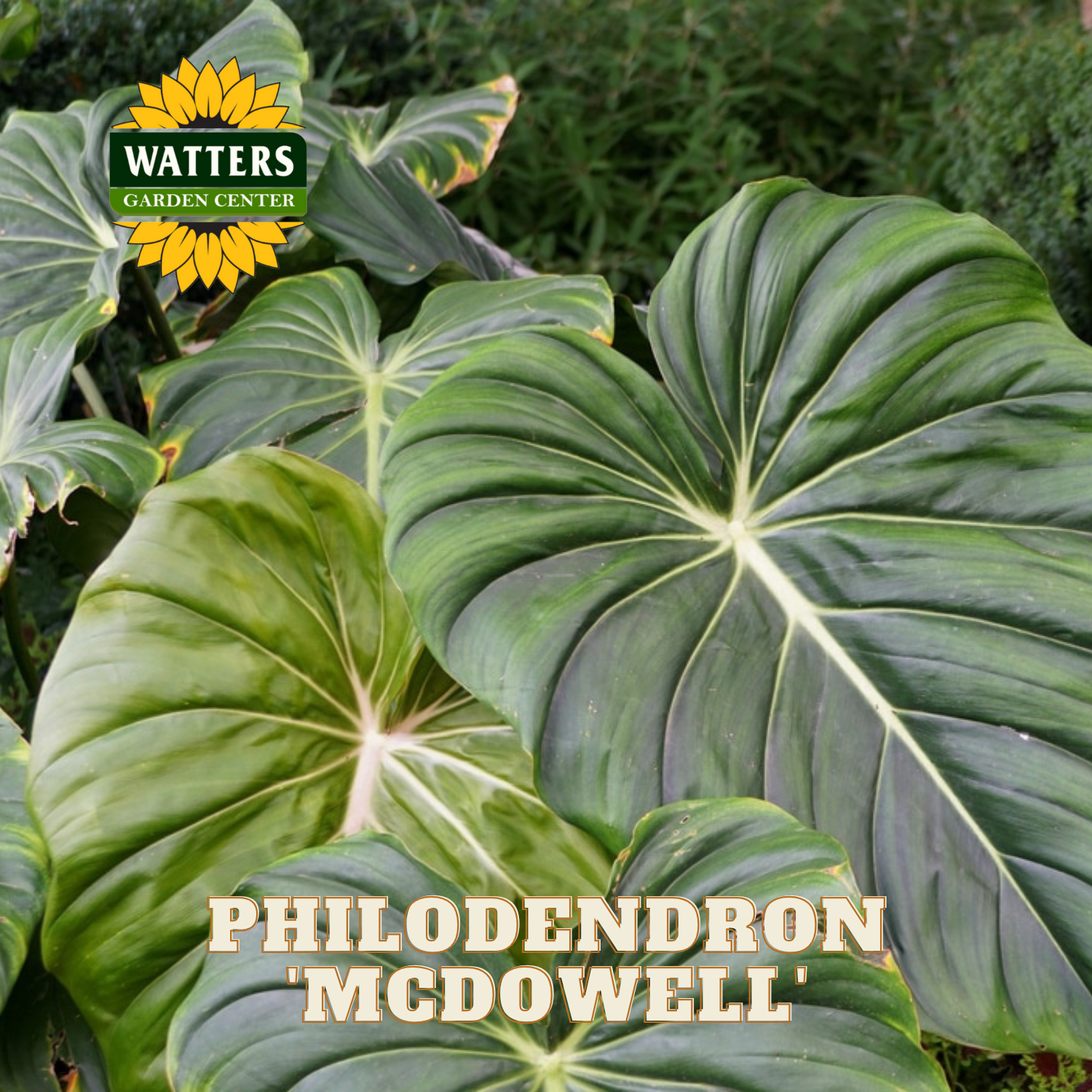 Large green leaves with 'Watters Garden Center' logo and 'Philodendron McDowell' text.