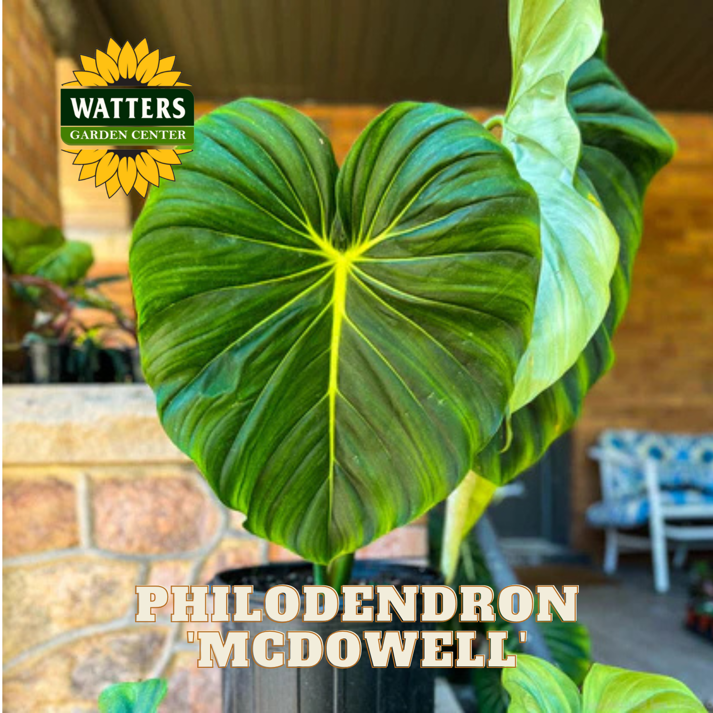 Philodendron plant with Watters Garden Center logo in the corner