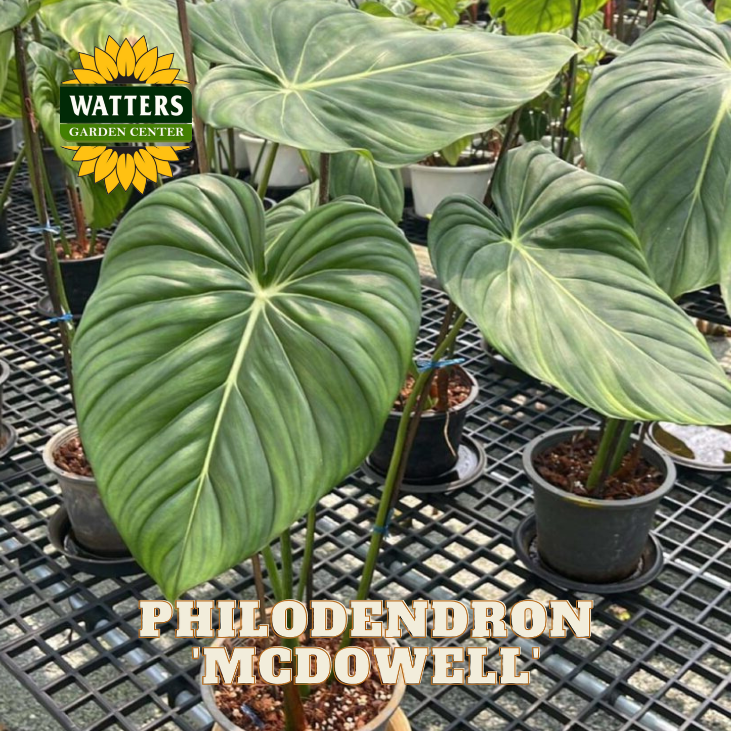 Philodendron plants with Watters Garden Center logo in the background