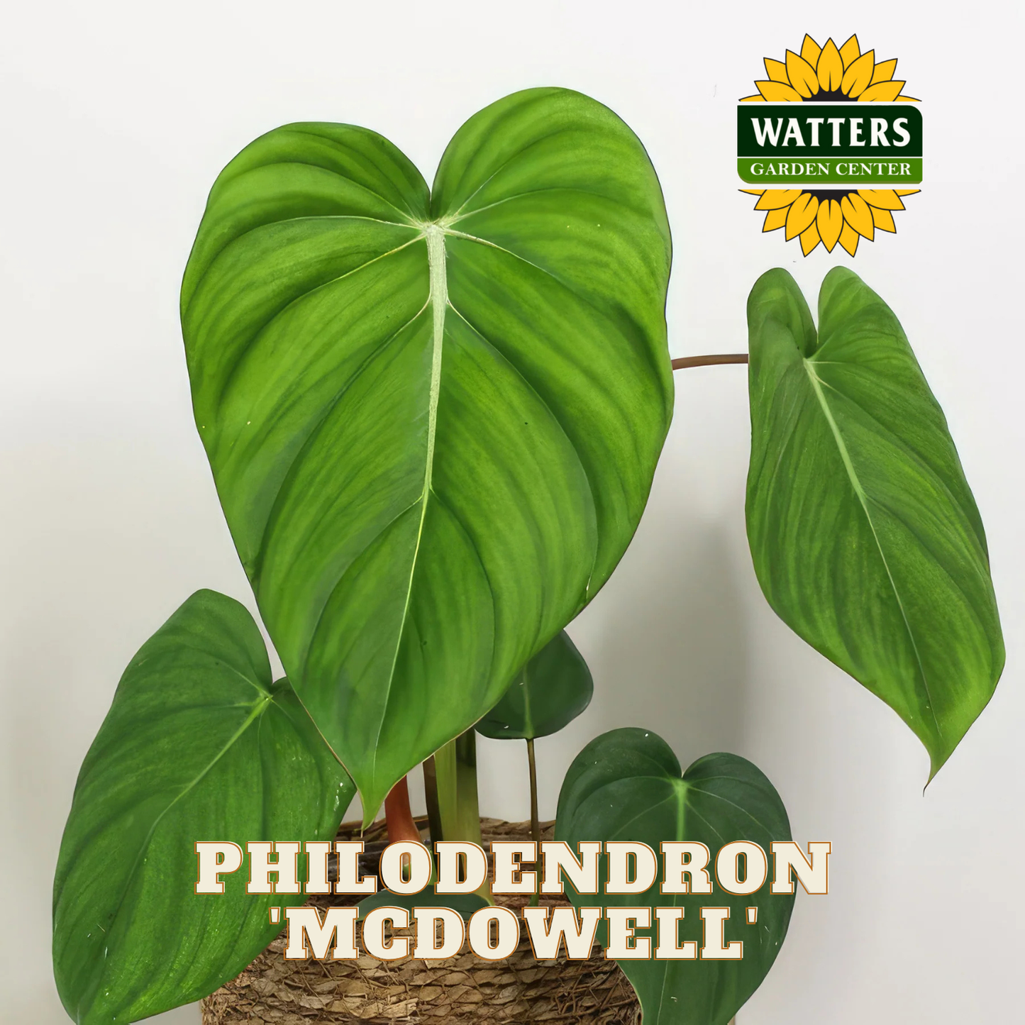 Philodendron 'McDowell' plant with Watters Garden Center logo on a white background