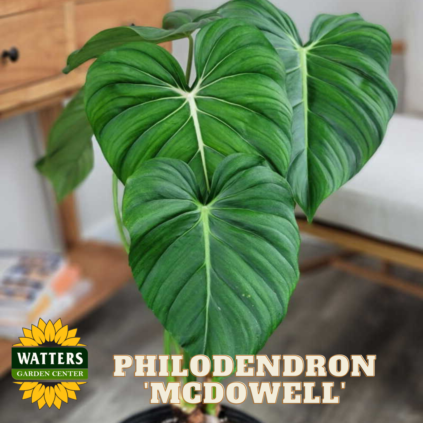 Philodendron 'McDowell' plant with Watters Garden Center logo