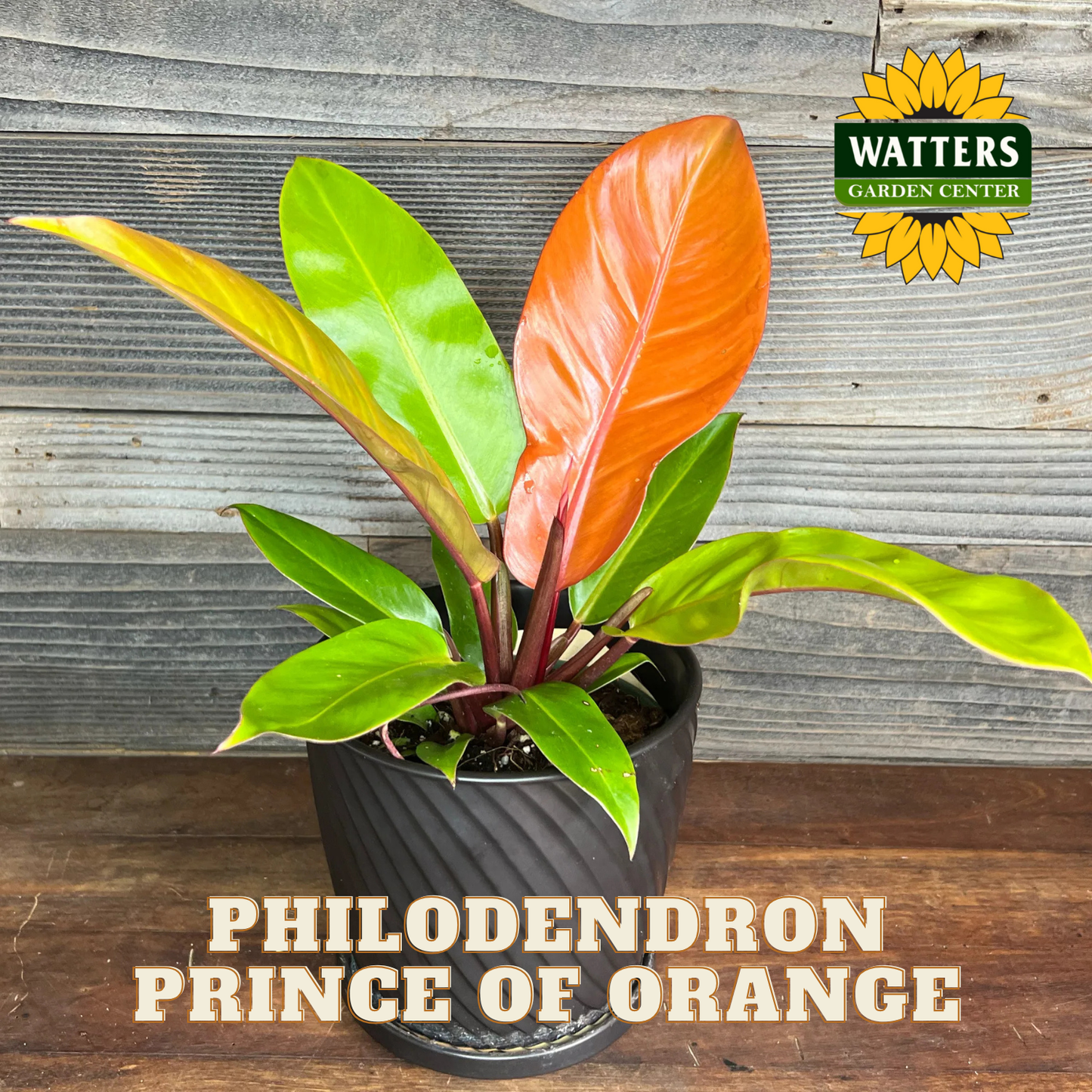 Potted Philodendron Prince of Orange plant with Watters Garden Center logo on a wooden surface.