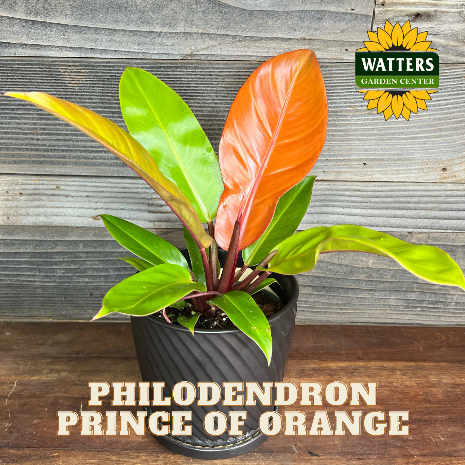 Potted Philodendron Prince of Orange plant with Watters Garden Center logo on a wooden surface.