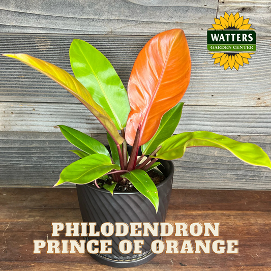 Potted Philodendron Prince of Orange plant with Watters Garden Center logo on a wooden surface.
