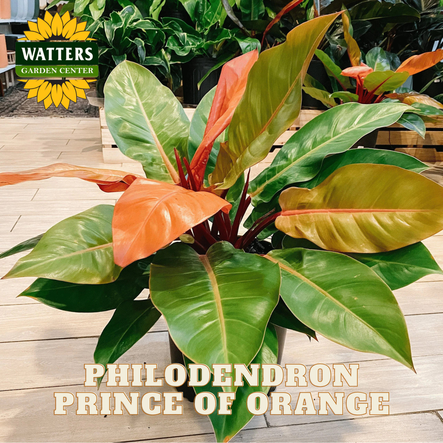 Philodendron Prince of Orange plant with Watters Garden Center branding.