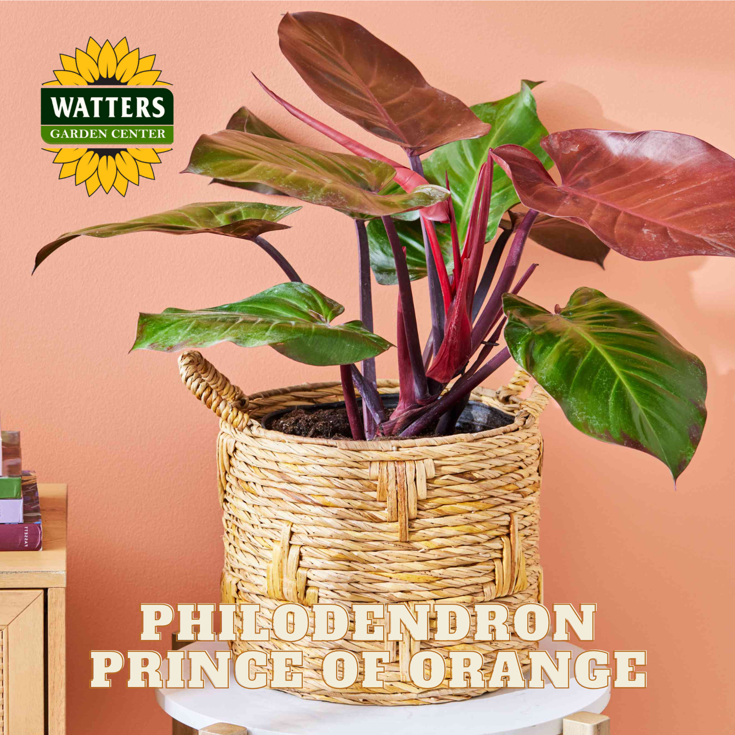 Potted Philodendron Prince of Orange plant with Watters Garden Center logo on a peach background