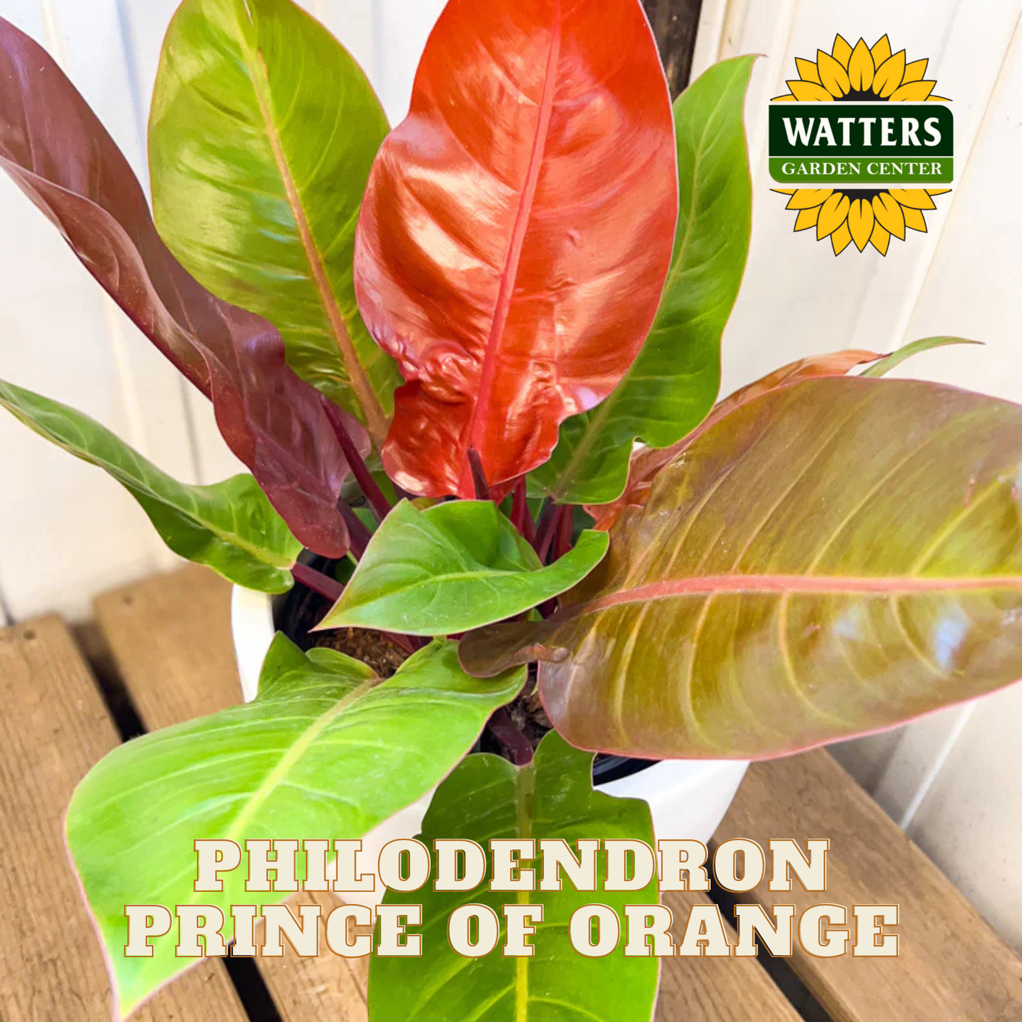 Philodendron Prince of Orange plant with Watters Garden Center logo.