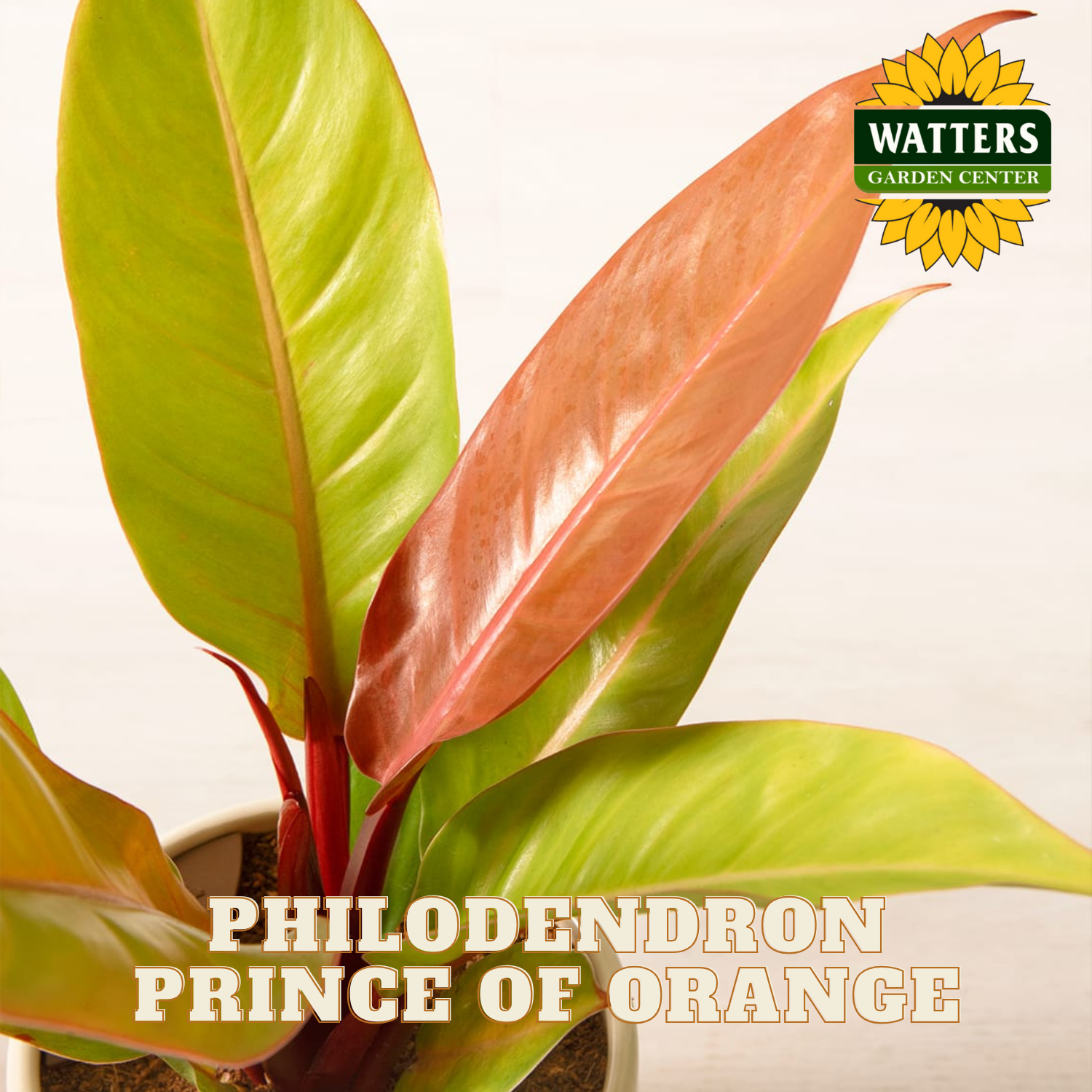 Philodendron Prince of Orange plant with Watters Garden Center logo