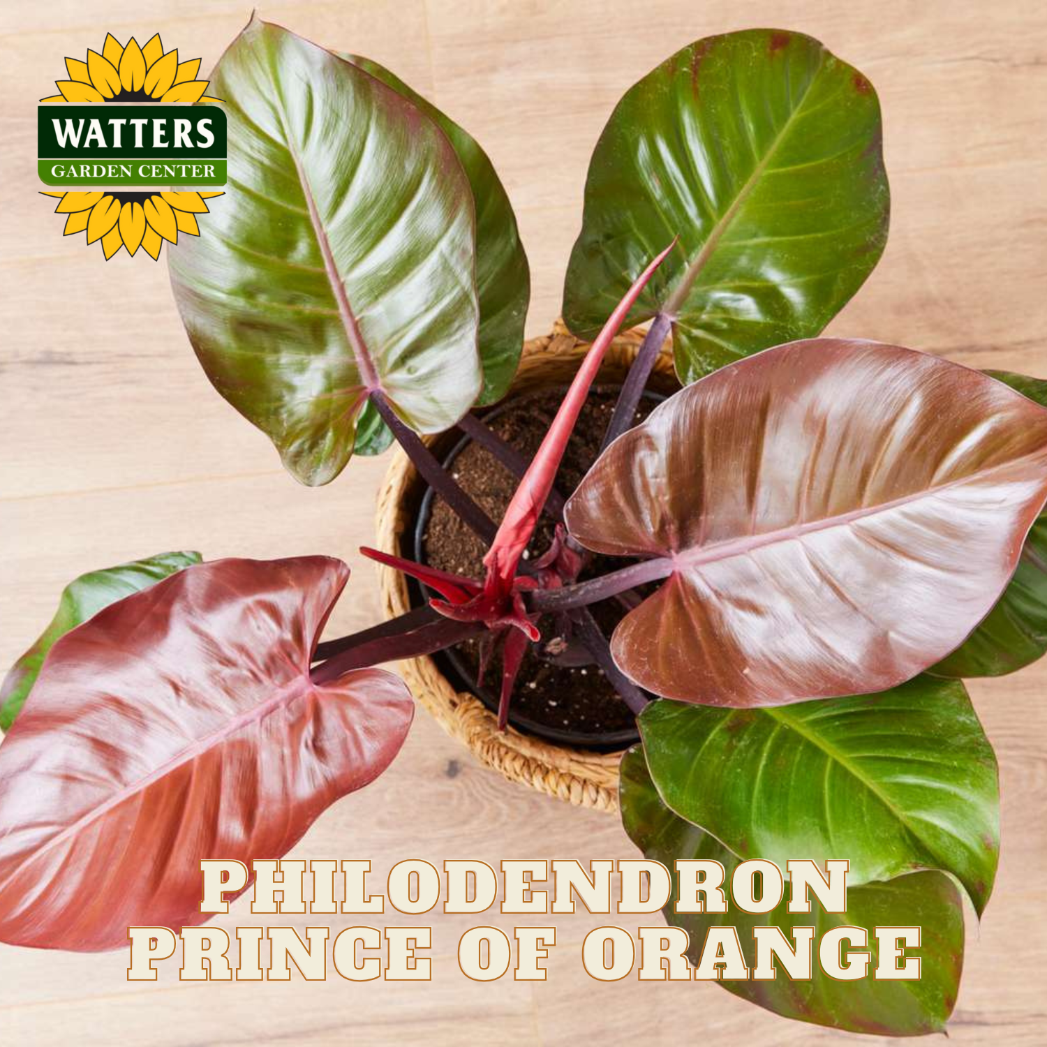 Philodendron Prince of Orange plant with Watters Garden Center branding on a wooden background