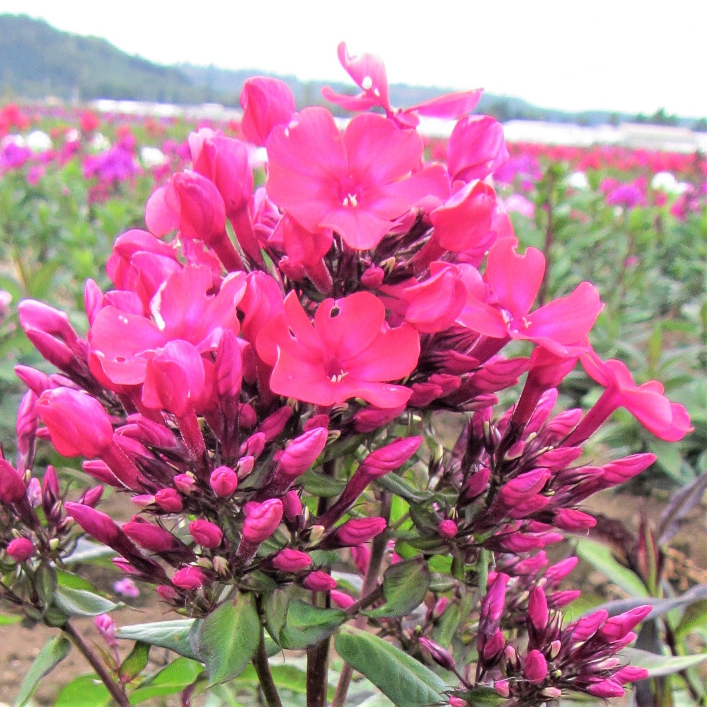 Phlox - Fragrant Collection