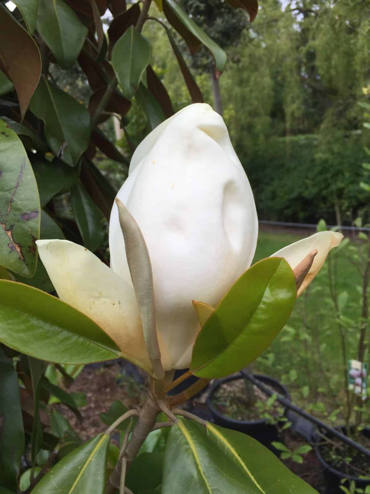 ALTA SOUTHERN MAGNOLIA 5gal