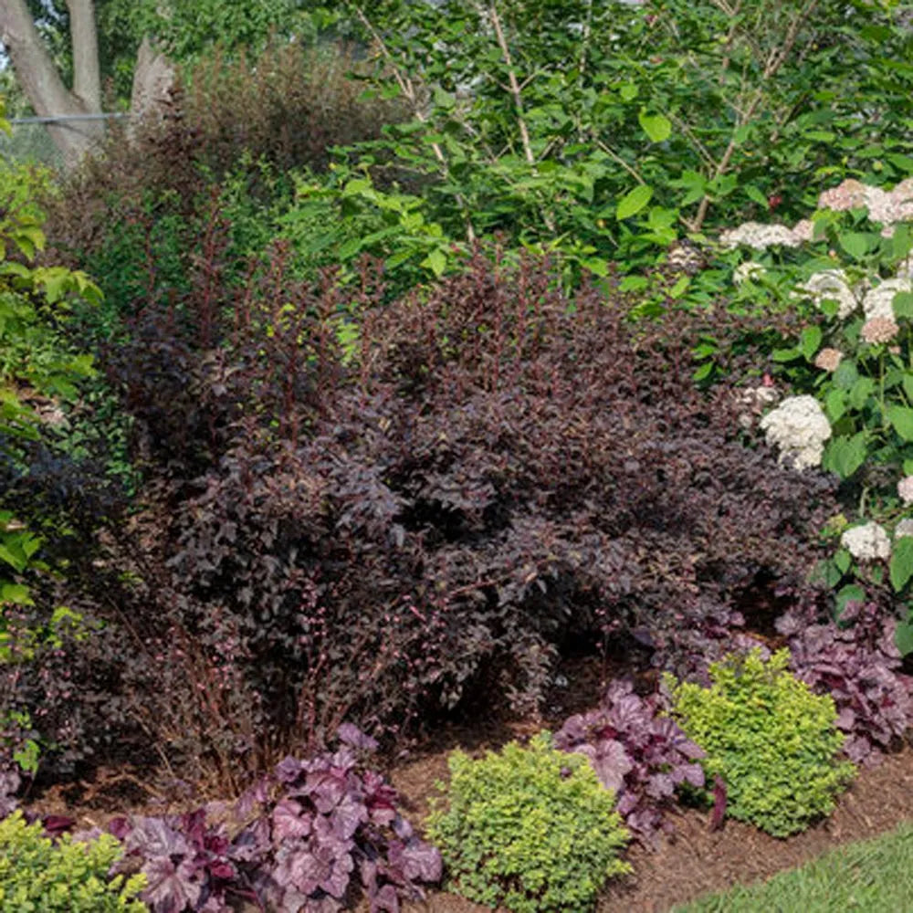 SUMMER WINE NINEBARK 2gal