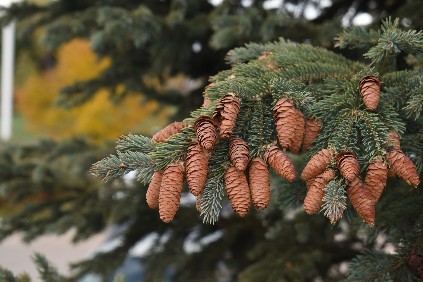 BLACK HILLS SPRUCE TREE 5gal
