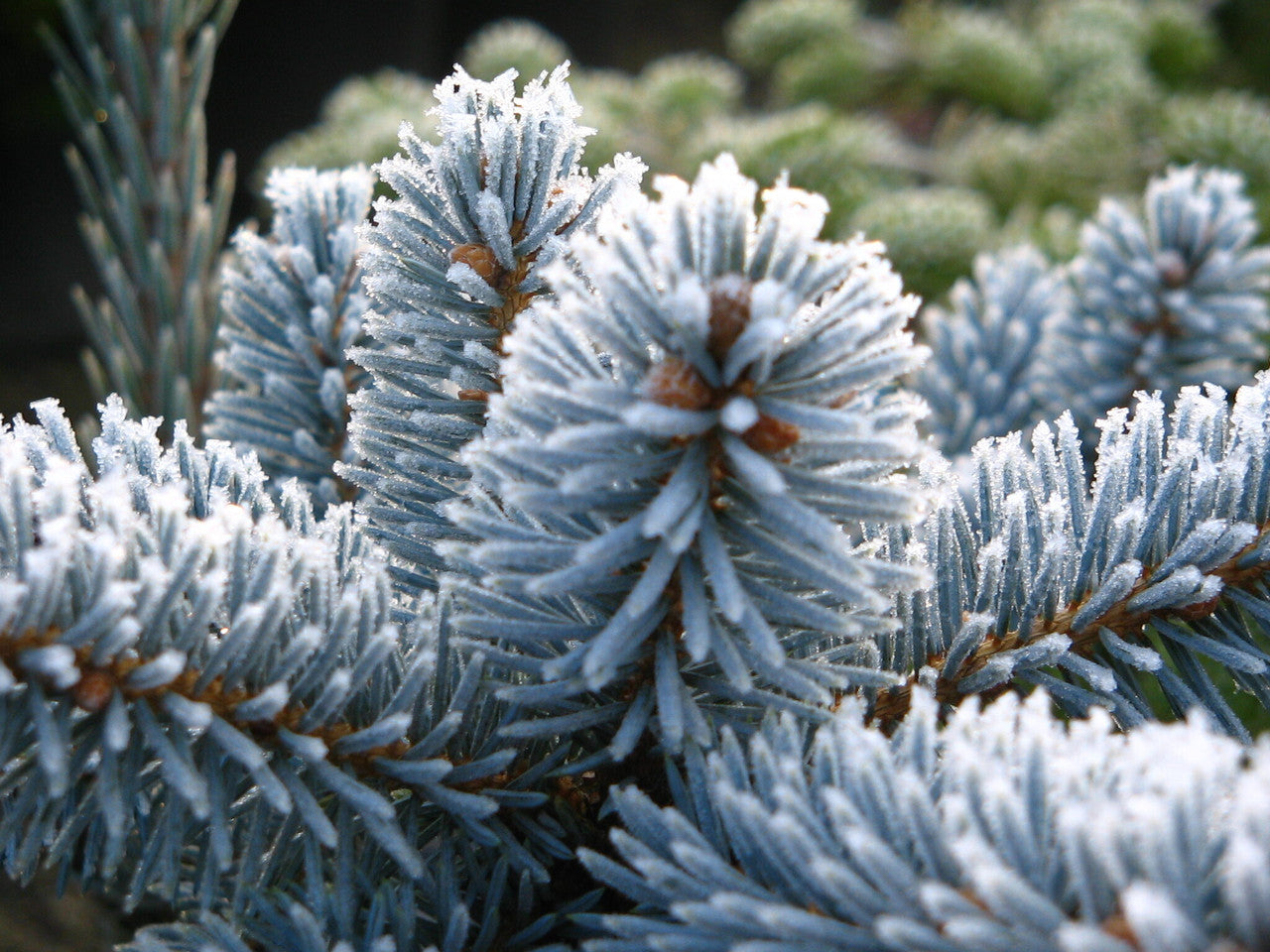 HOOPSII COLORADO SPRUCE 7gal