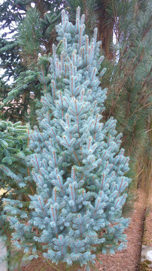 FASTIGIATA COLUMN SPRUCE 7gal