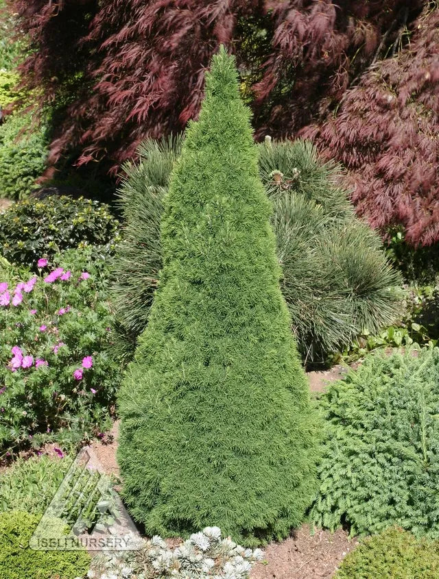 DILLY WHITE ALBERTA SPRUCE