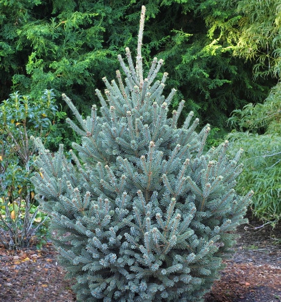 DILLY WHITE ALBERTA SPRUCE