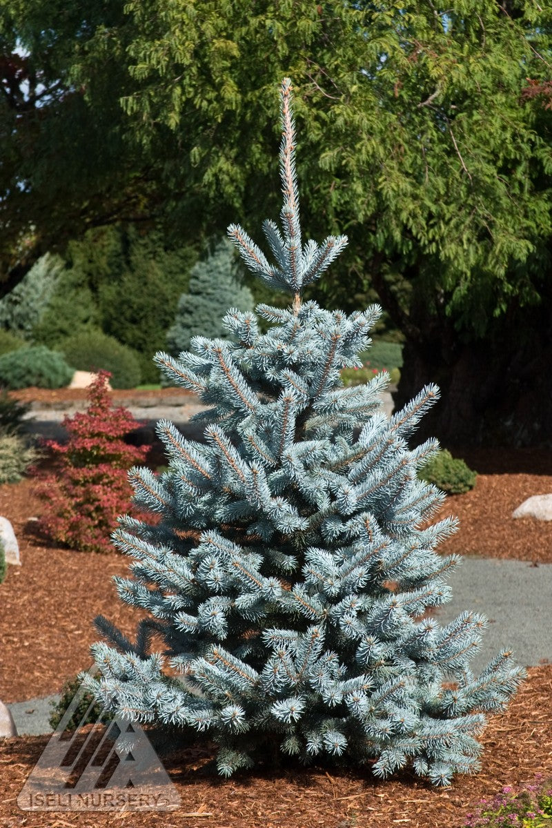 HOOPSII COLORADO SPRUCE 7gal