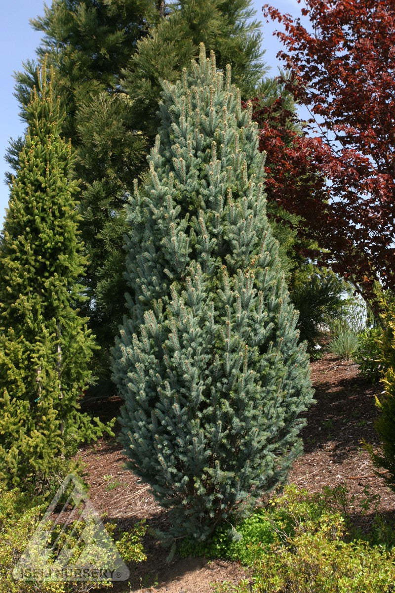 FASTIGIATA COLUMN SPRUCE 7gal