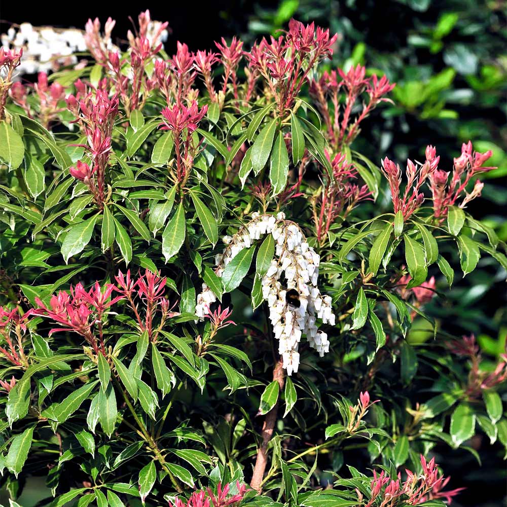 MOUNTAIN FIRE PIERIS 3gal