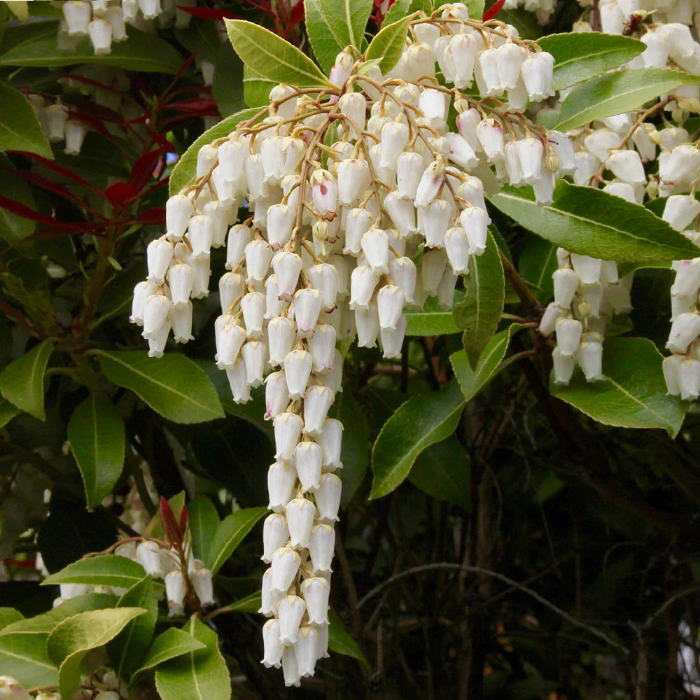 MOUNTAIN FIRE PIERIS 3gal