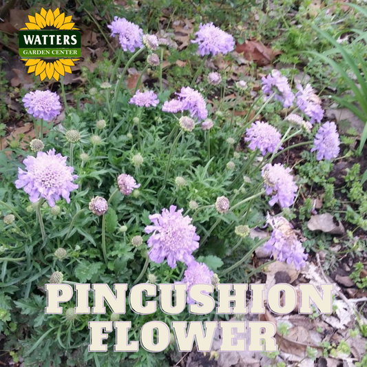 PINCUSHION FLOWER 1 gal