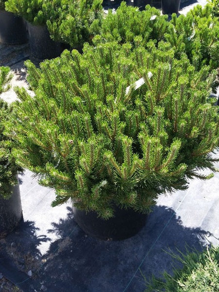 MUGO PINE 5gal