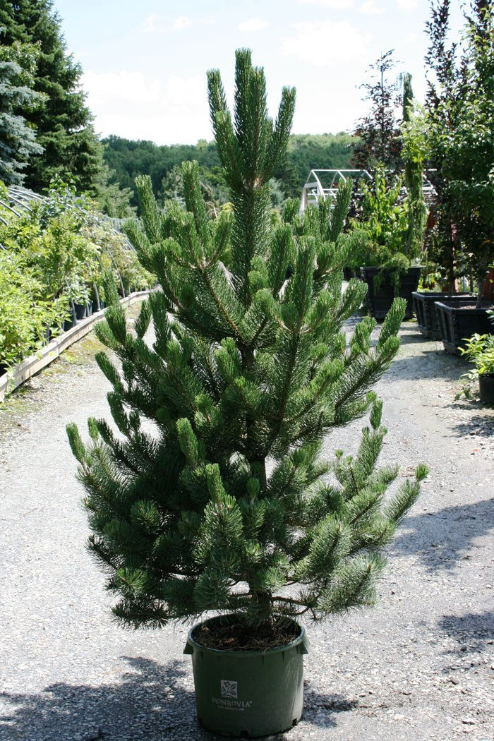 OREGON GREEN PINE TREE 25gal
