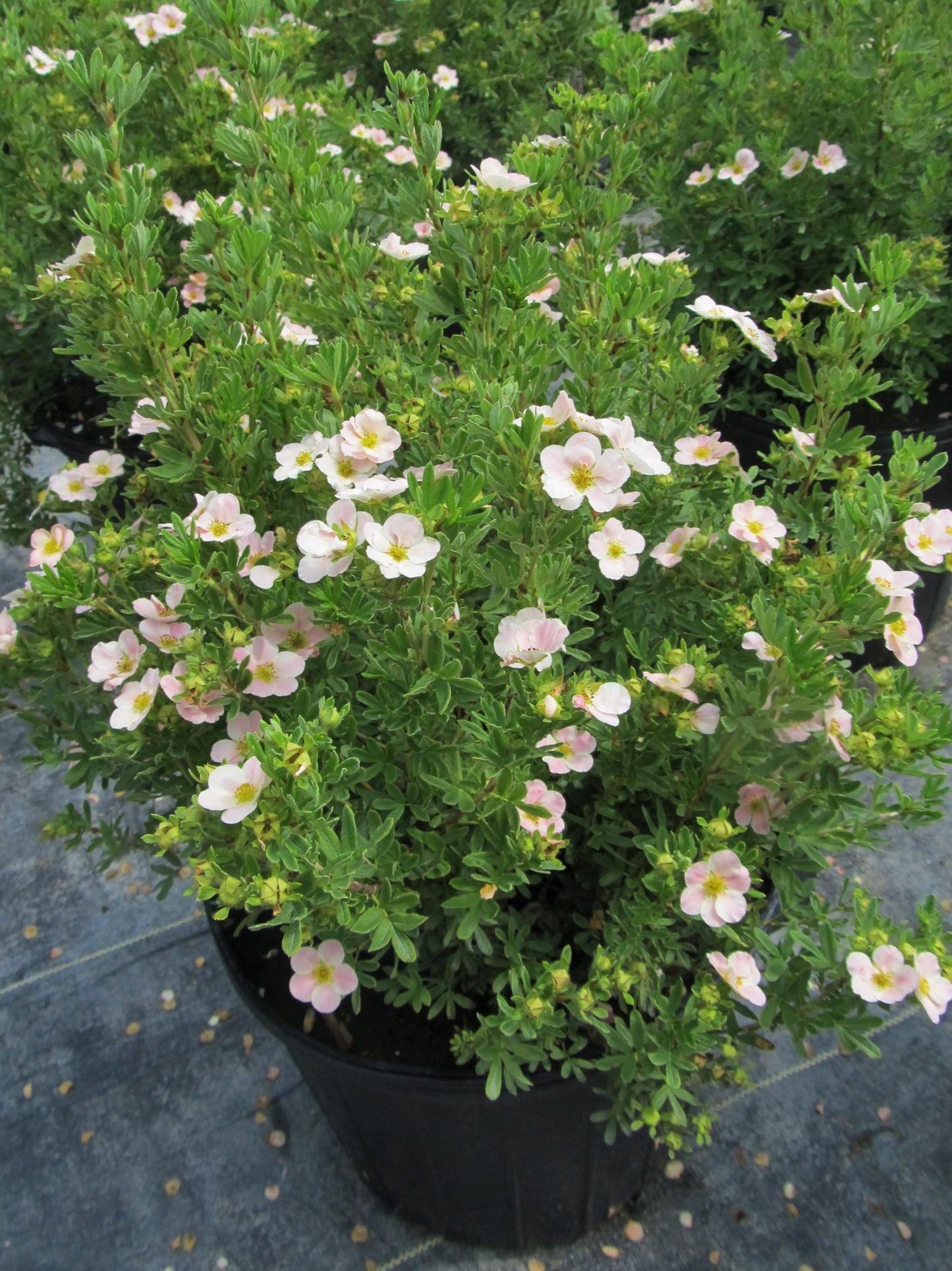 PINK BEAUTY POTENTILLA 2gal